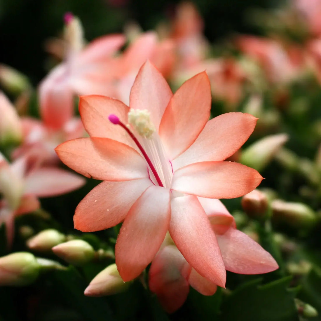 Orange Schlumbergera flower seeds
