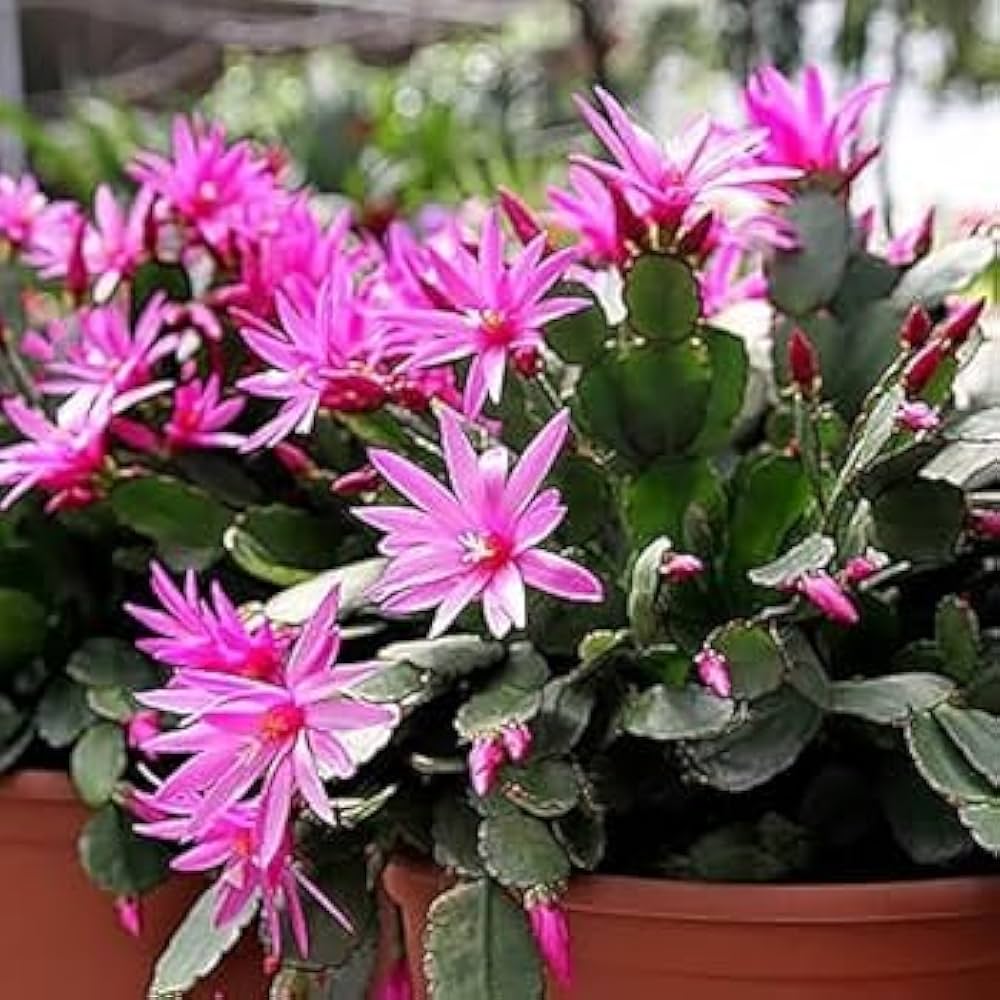 Schlumbergera Plant with Segmented Green Stems