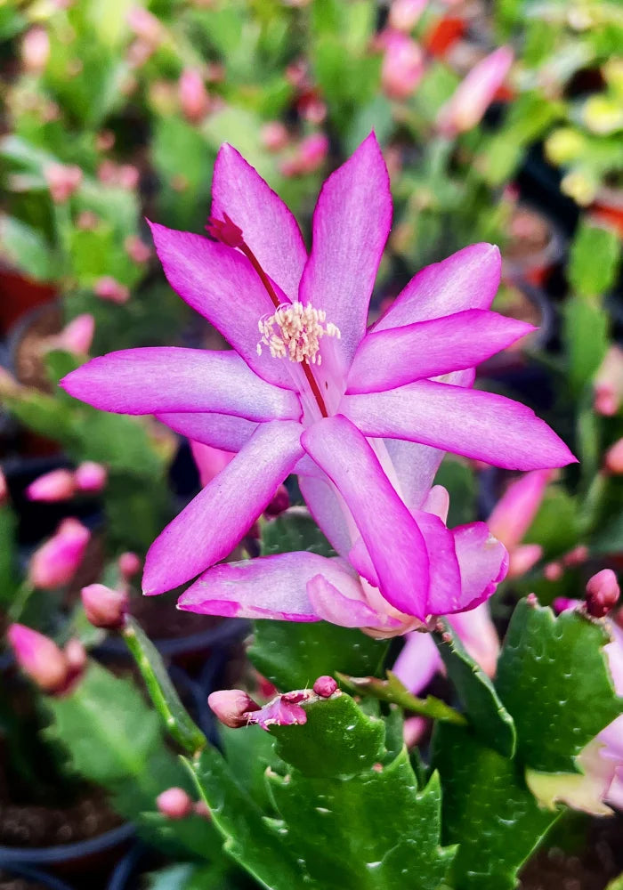 Violet Schlumbergera flower seeds