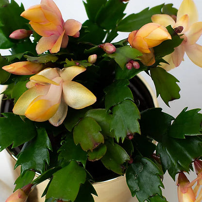 Yellow Schlumbergera flower seeds
