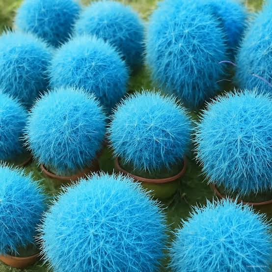 Blue Scoparia Herb Seeds for Planting with delicate blue-green foliage