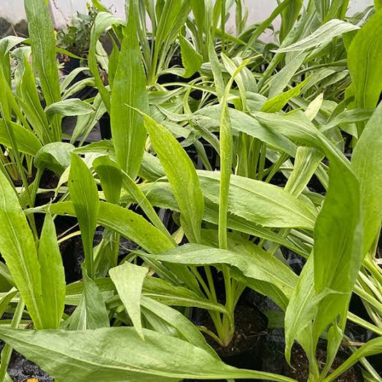 Scorzonera vegetable plant with green foliage and long, dark-skinned edible roots, showcasing black salsify for home vegetable gardens.