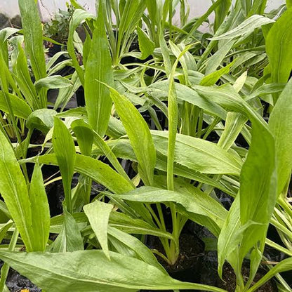 Scorzonera vegetable plant with green foliage and long, dark-skinned edible roots, showcasing black salsify for home vegetable gardens.