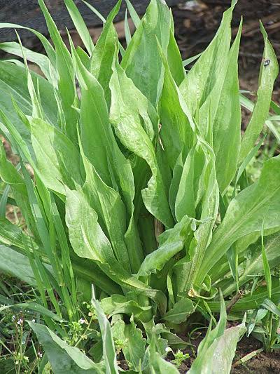 Scorzonera vegetable plant with green foliage and long, dark-skinned edible roots, showcasing black salsify for home vegetable gardens.