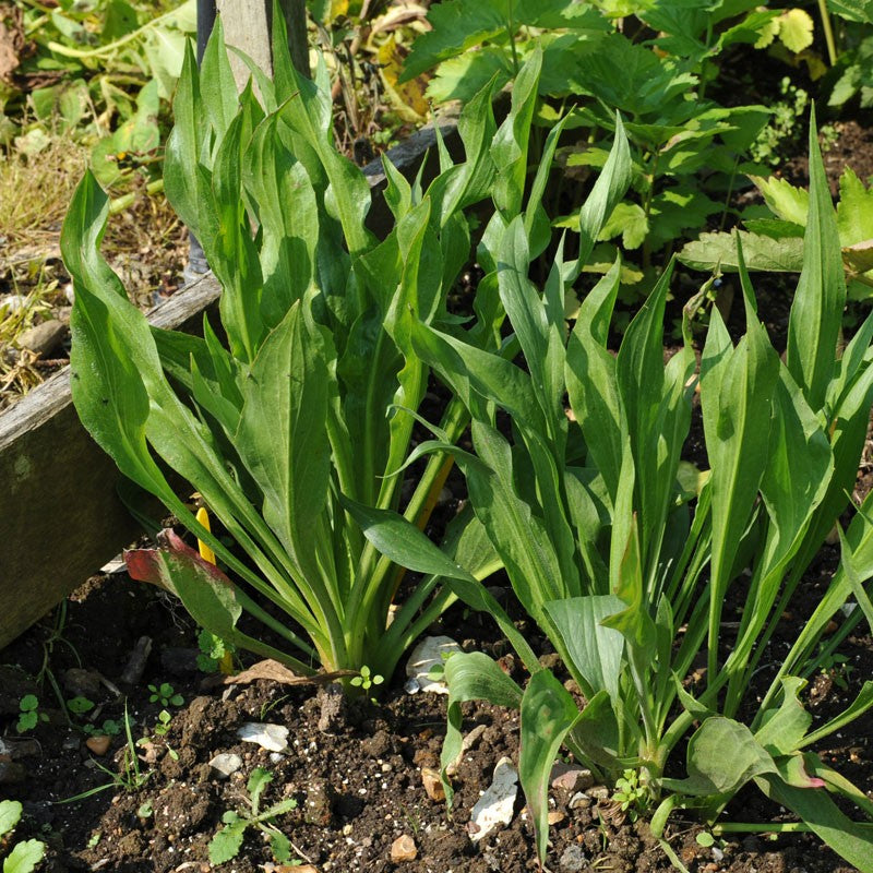 Scorzonera vegetable plant with green foliage and long, dark-skinned edible roots, showcasing black salsify for home vegetable gardens.
