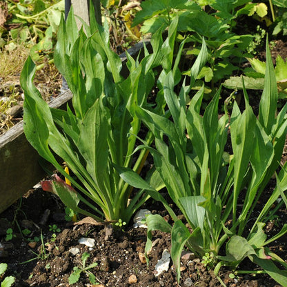 Scorzonera vegetable plant with green foliage and long, dark-skinned edible roots, showcasing black salsify for home vegetable gardens.