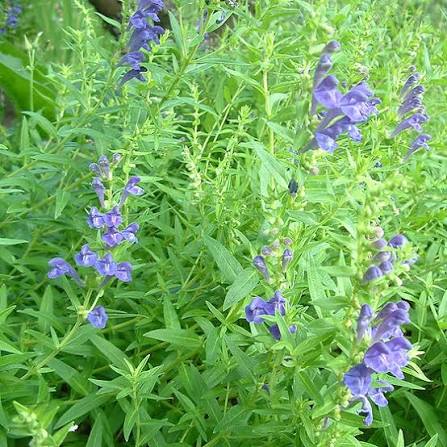 Blue Violet Baikal Skullcap Flowers in Cottage Garden