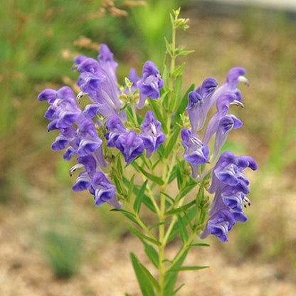 Skullcap Scutellaria Baicalensis plant