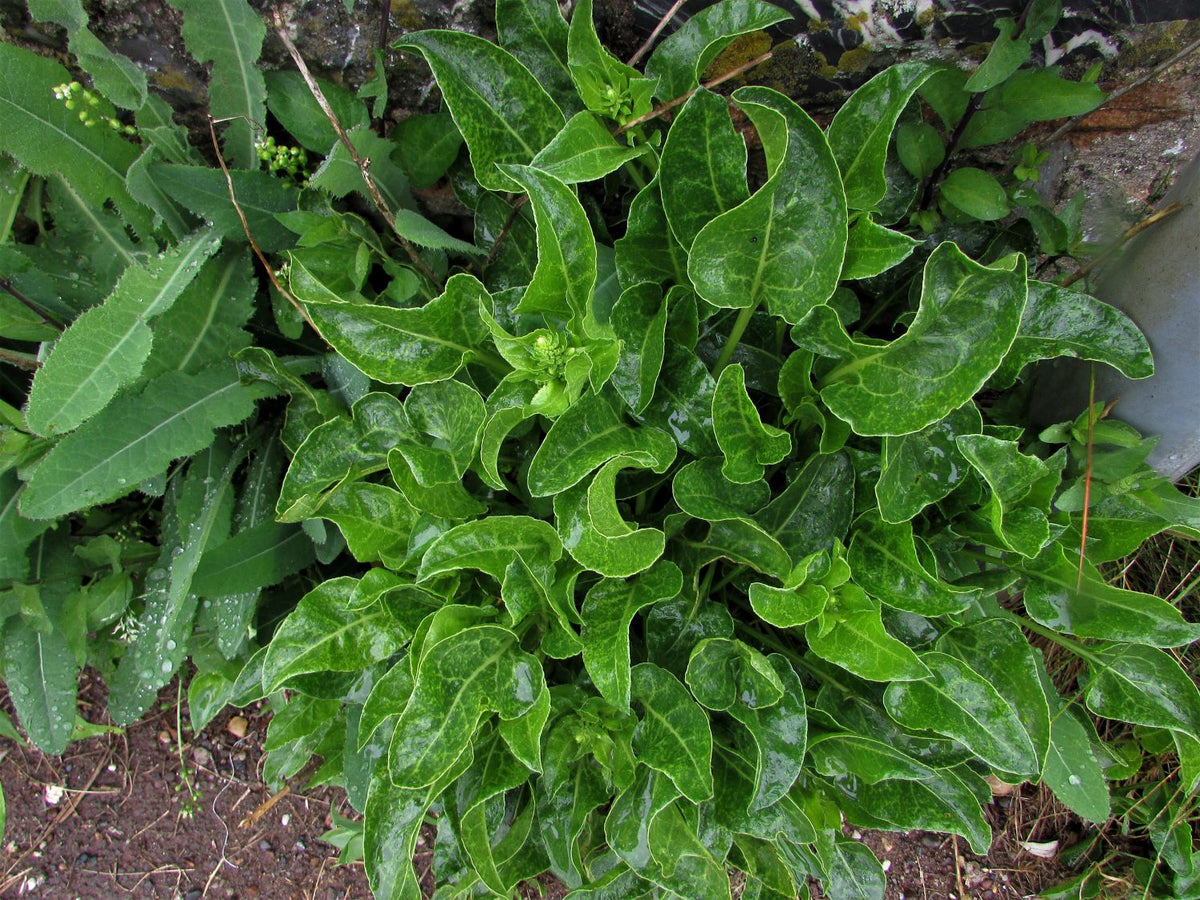 Sea beet wild spinach plant with lush green edible leaves growing in a garden, showcasing its attractive foliage and suitability for home vegetable gardens.