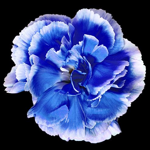 Sea Blue flower seeds