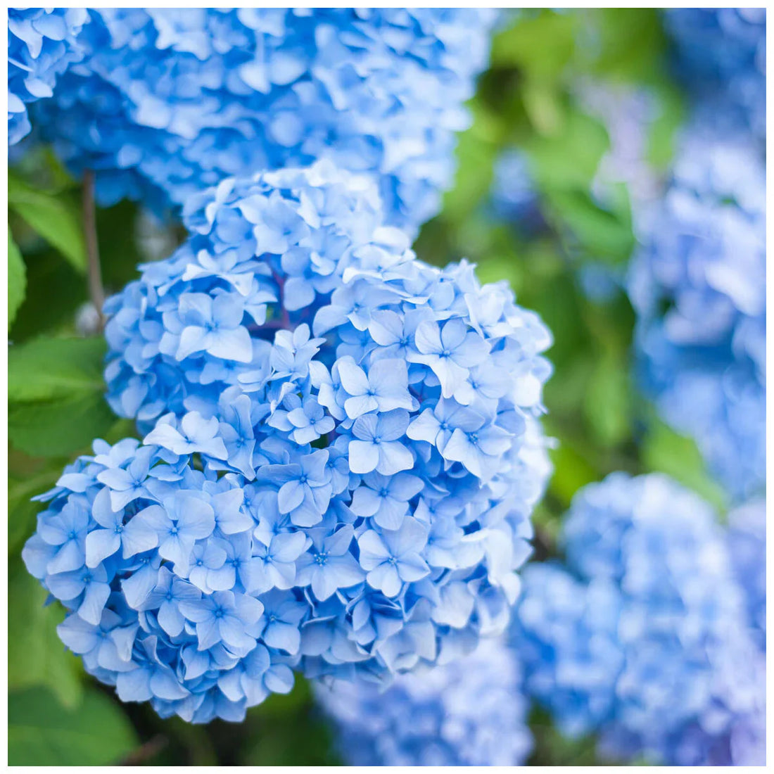 Sea Blue flower seeds