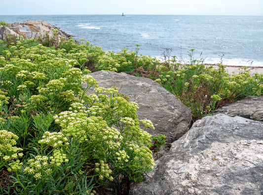 Sea Fennel Herb Seeds for Planting – Heirloom Non-GMO Garden Seeds