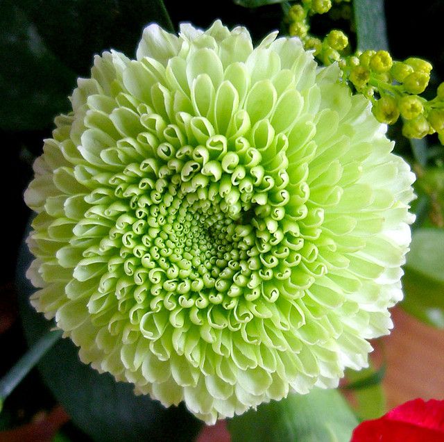 Sea Green flower seeds
