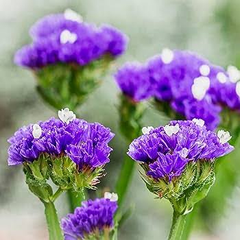 Sea Lavender Statice Flowers Blooming in Garden