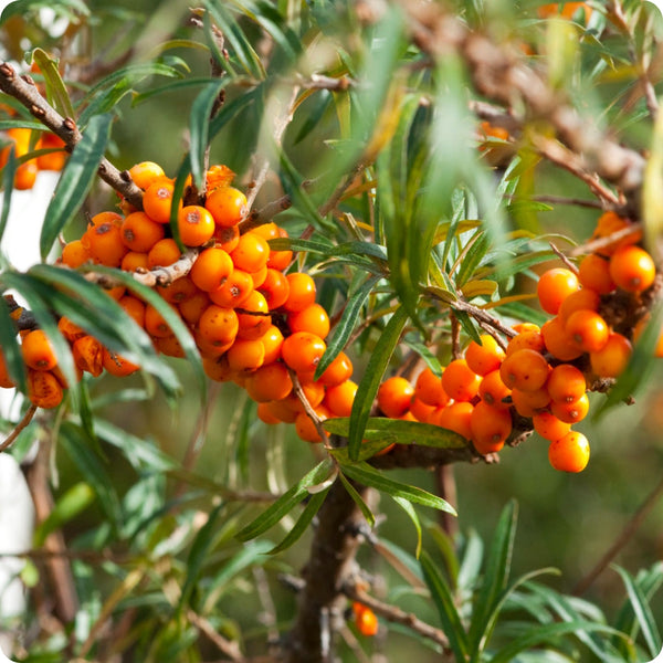 seabuckthorn seeds