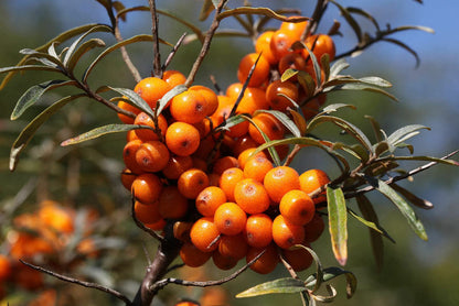 Seabuckthorn Fruit Seeds for Planting – Heirloom Non-GMO Garden Seeds
