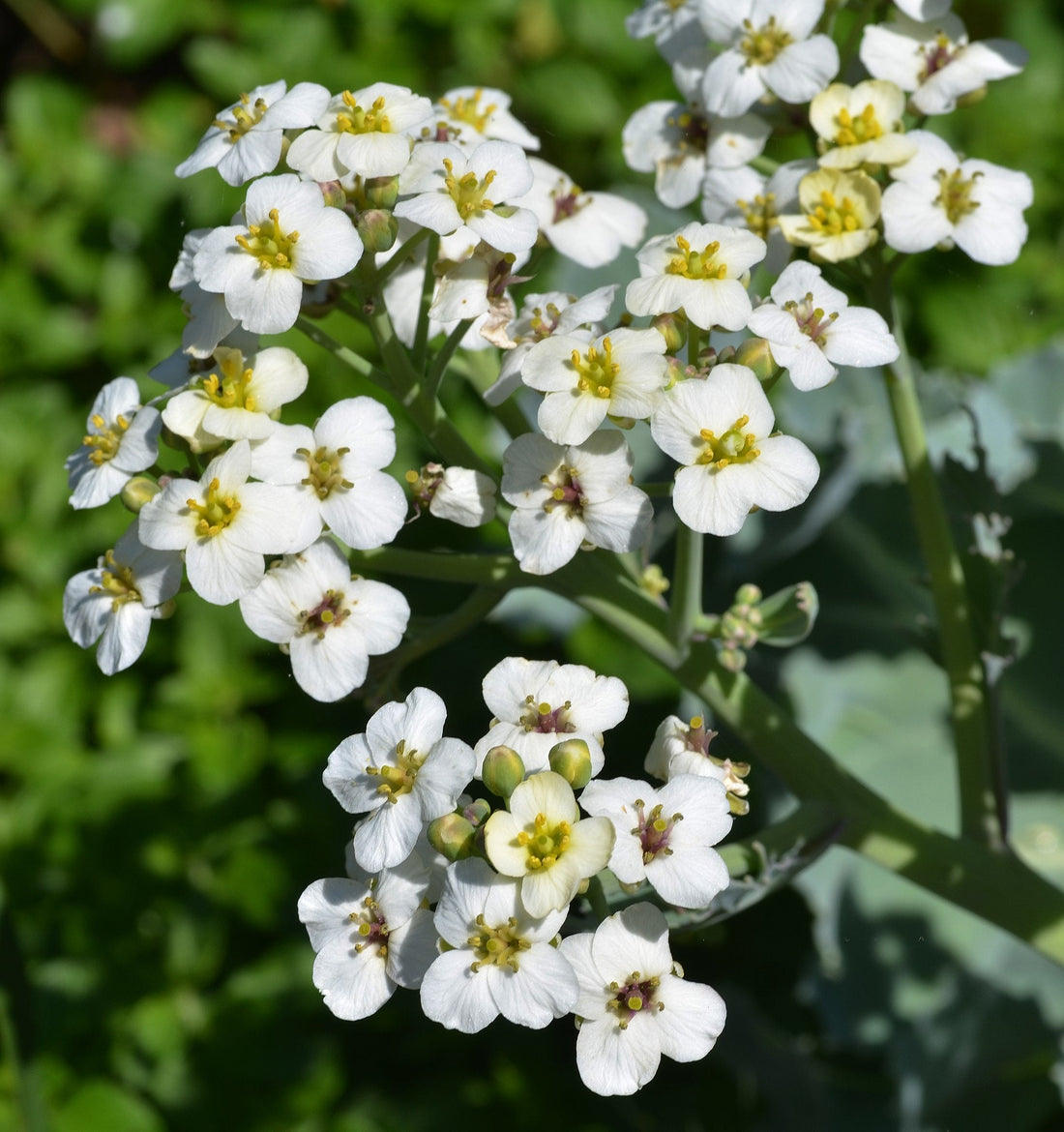Seakale flower seeds