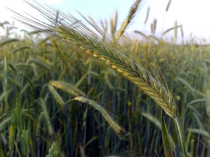 Cereal rye seeds for planting growing as a green winter cover crop in a garden field