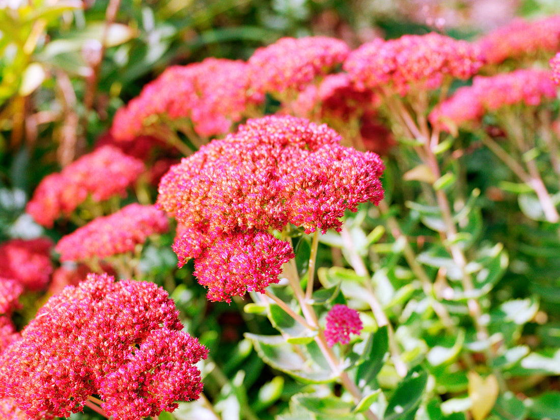 Sedum flower seeds