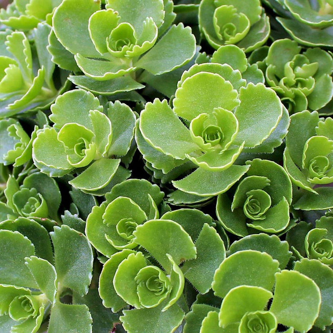 Spurium flower seeds