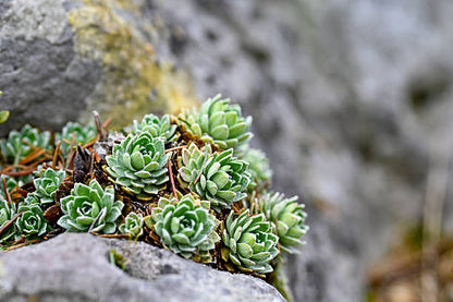 Green Sedum Montanum succulent plant grown from seeds with green foliage and delicate yellow flowers