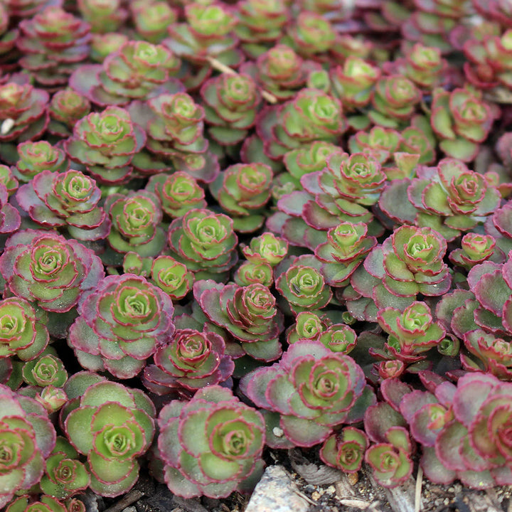 Sedum Dragons flower seeds