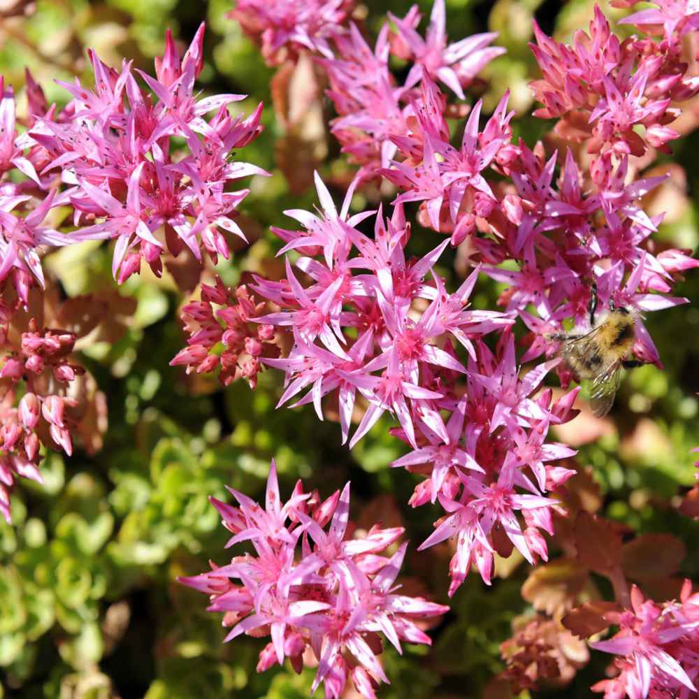 Purple Sedum flower seeds
