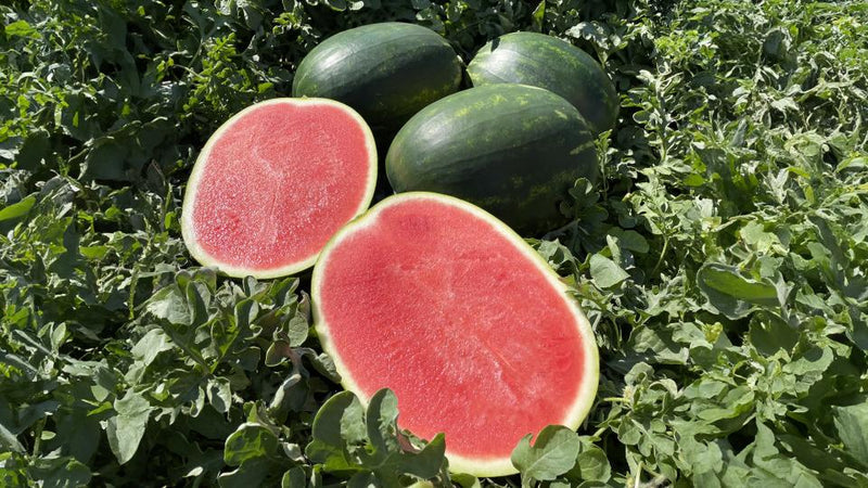 Red Seedless Watermelon Seeds for Planting – Premium Non-GMO Garden Seeds