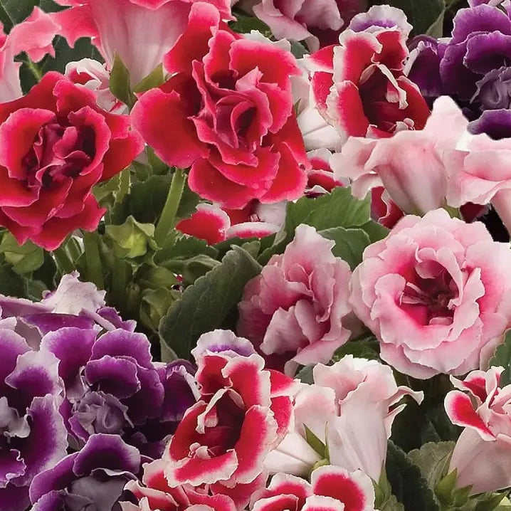 Gloxinia Sinningia Speciosa plant