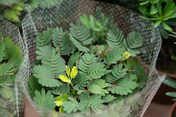 Green Mimosa Pudica plant with delicate green foliage and pink flowers grown from seeds