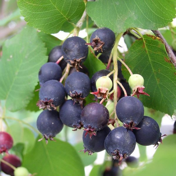 saskatoon serviceberry seeds