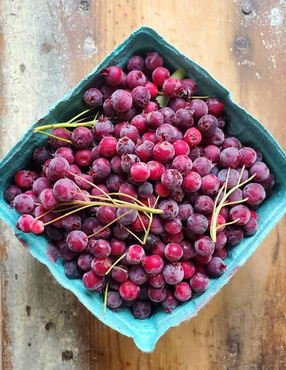 Coastal serviceberry seeds for planting, featuring Amelanchier ovalis, a flowering shrub grown for seasonal foliage and colorful berries.