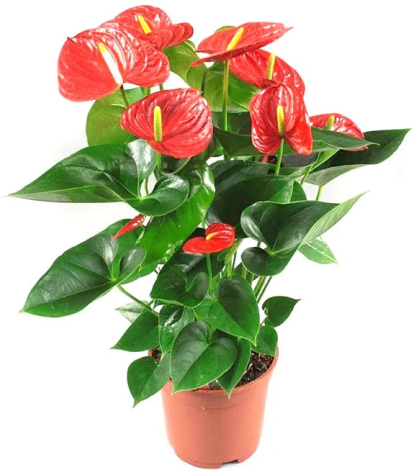 Anthurium flower seeds