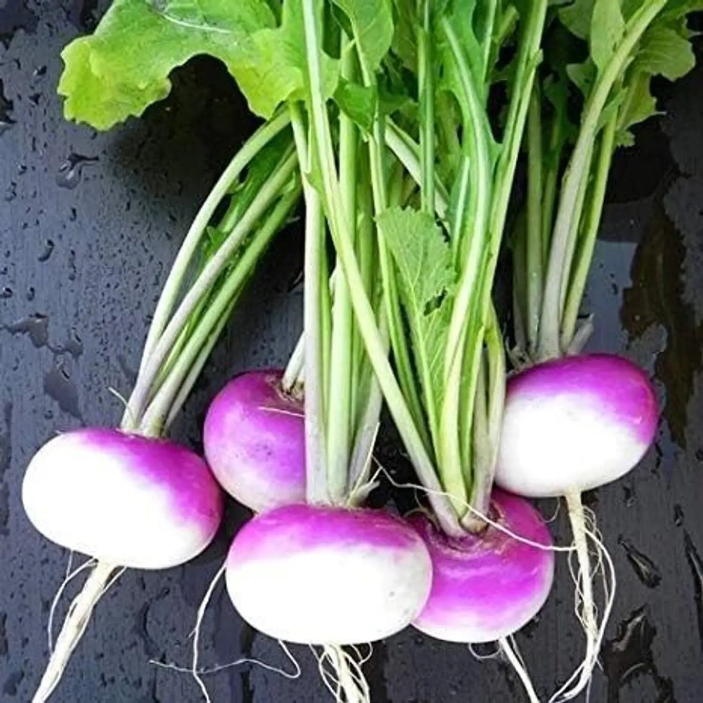 Seven Top Turnip Seeds for Planting – Heirloom Garden Seeds
