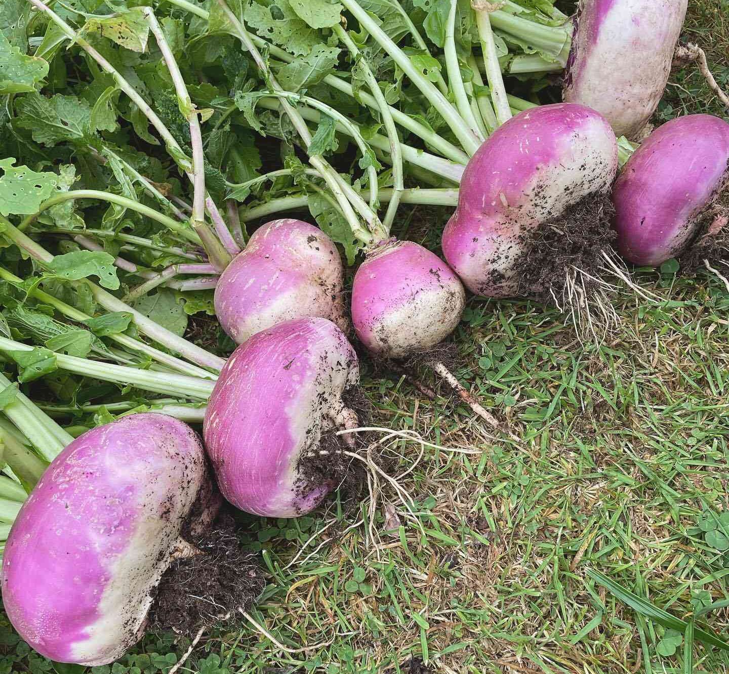 Seven Top Turnip Seeds for Planting – Heirloom Garden Seeds
