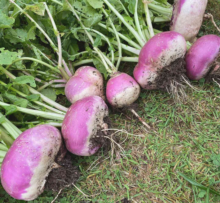 Seven Top Turnip Seeds for Planting – Heirloom Garden Seeds
