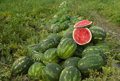 SF184 Hime Kansen Japanese Icebox Watermelon Seeds for Planting – Hybrid Garden Seeds