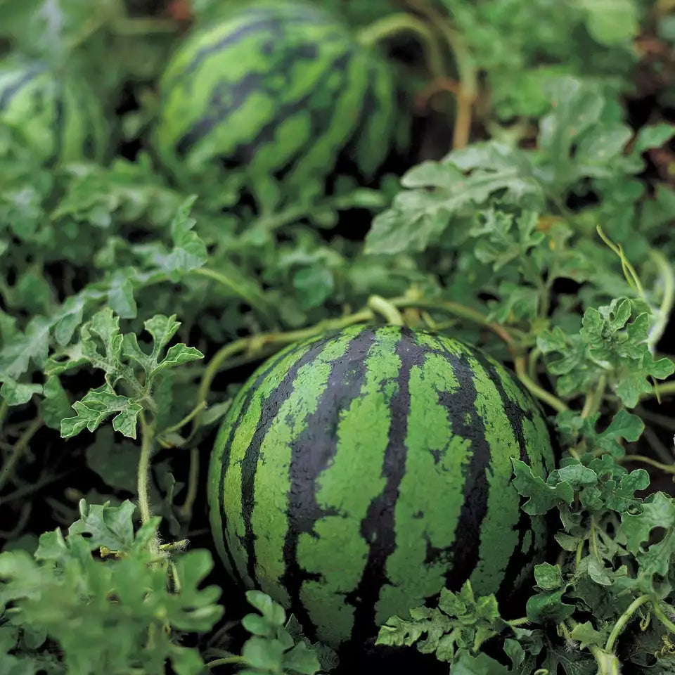SF184 Hime Kansen watermelon seeds