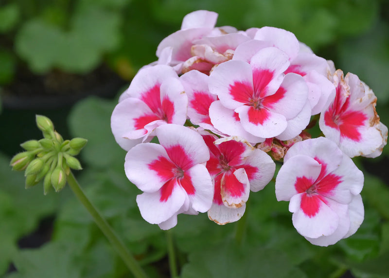 Red and White Geranium Flower Seeds for Planting – Heirloom Non-GMO Garden Seeds