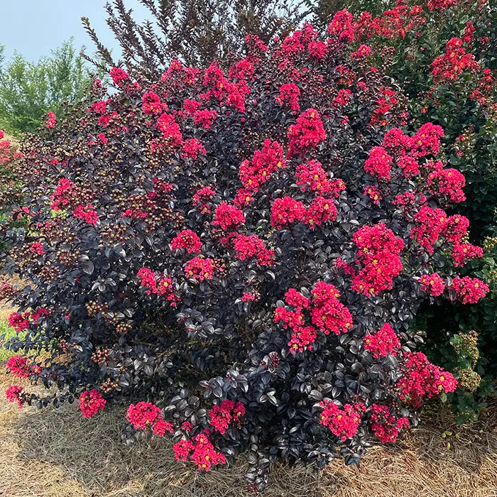 Crape Myrtle flower seeds