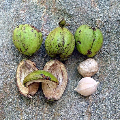 Shagbark Hickory Tree Seeds for Planting – Heirloom Non-GMO Garden Seeds
