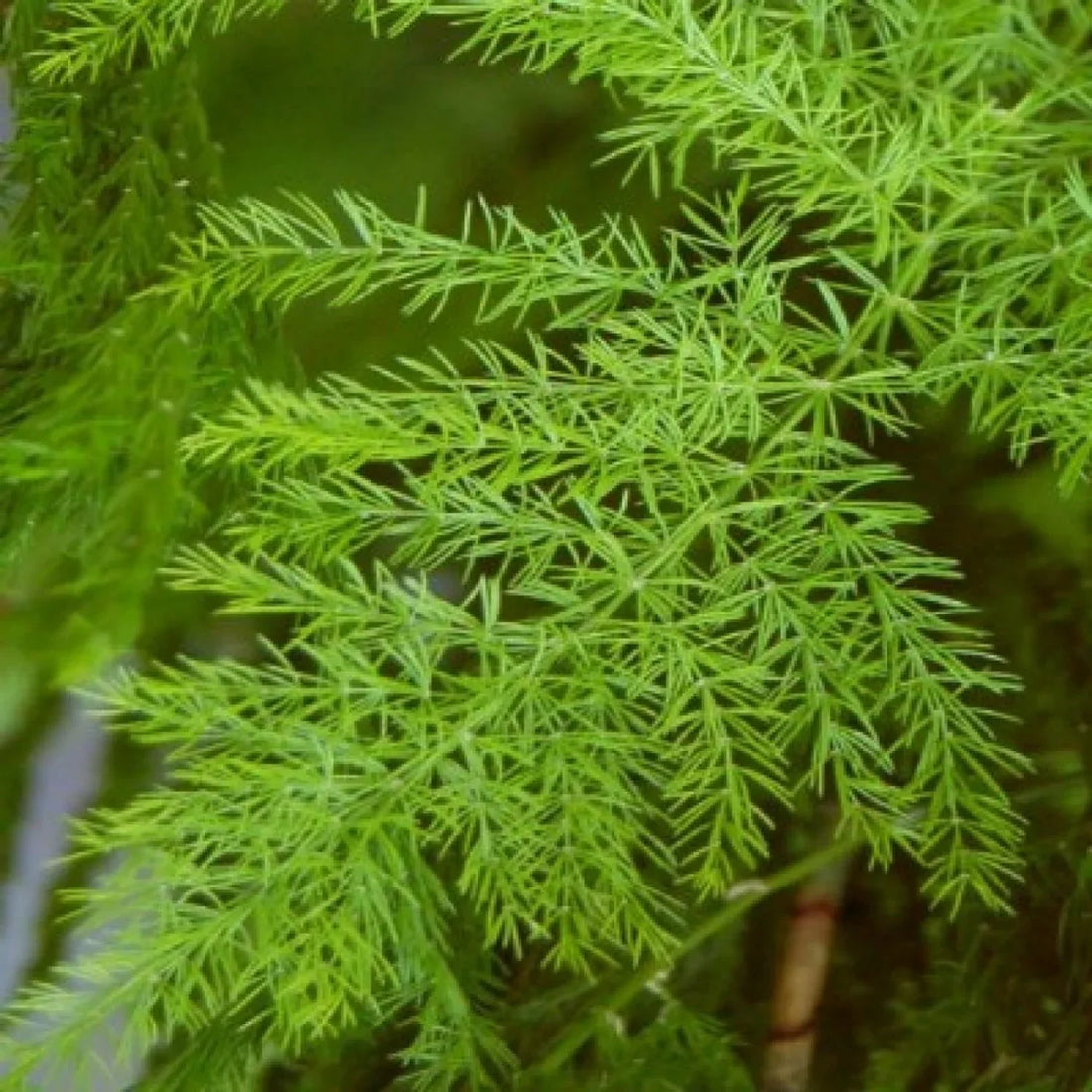 Shatavari Herb Seeds for Planting – Heirloom Non-GMO Garden Seeds