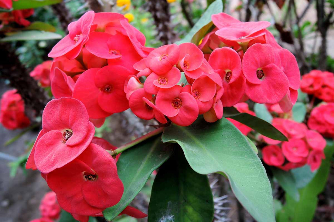 Euphorbia Milii flower seeds