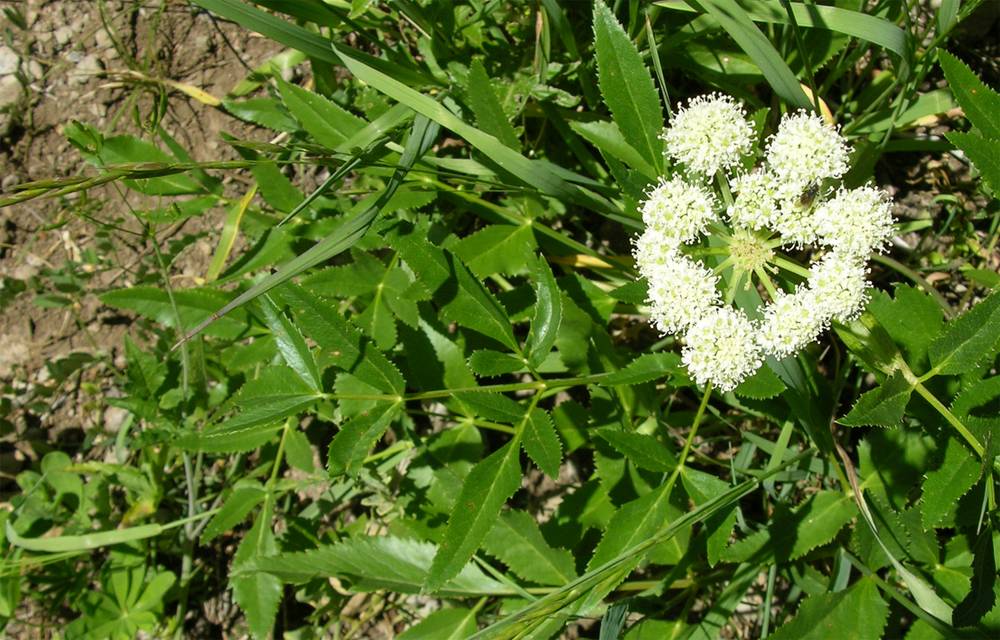 Grow shining angelica (Angelica arguta) from seed for native gardens, moist borders, and pollinator-friendly landscapes, with graceful white flower clusters.