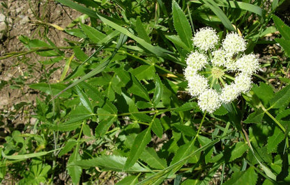 Grow shining angelica (Angelica arguta) from seed for native gardens, moist borders, and pollinator-friendly landscapes, with graceful white flower clusters.