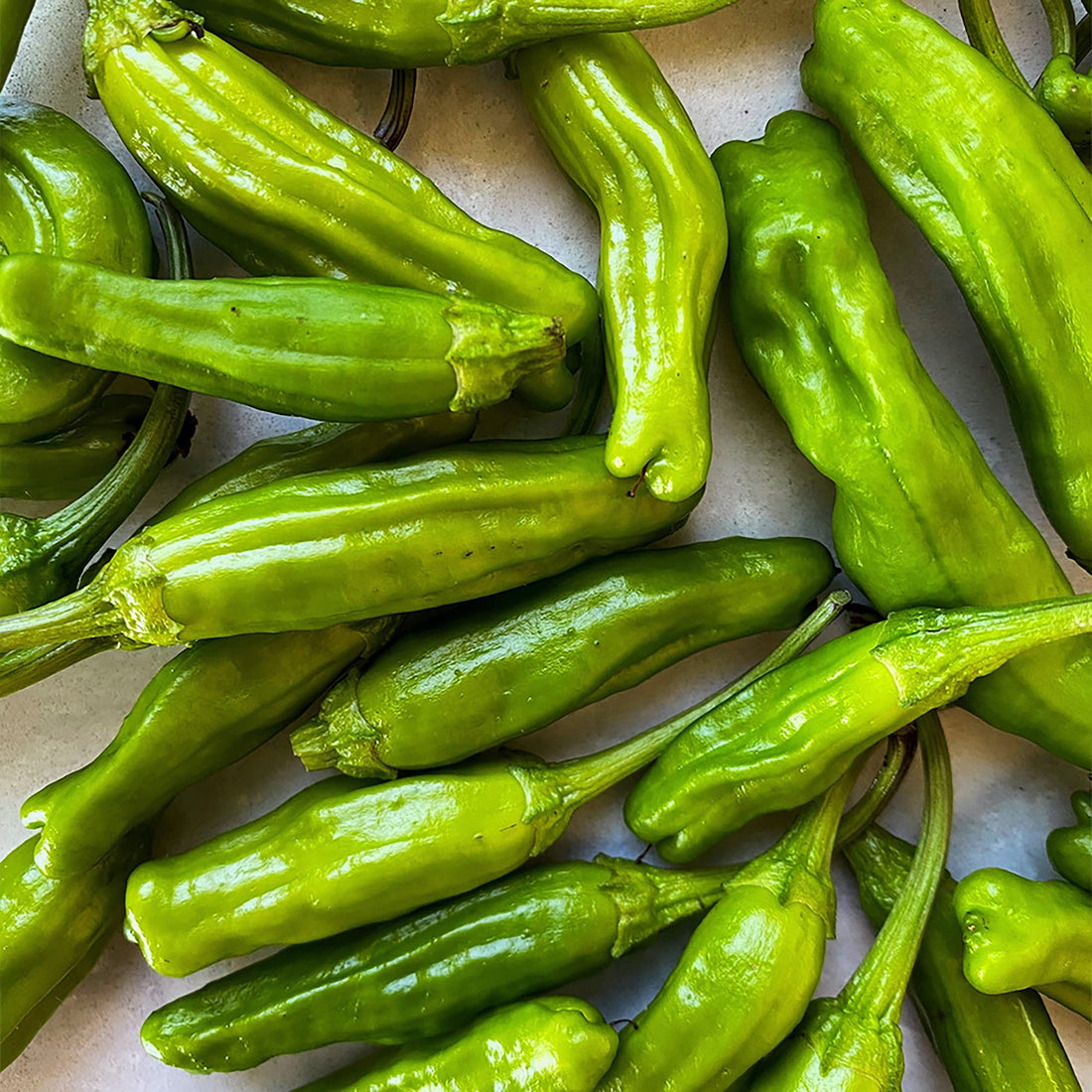 Shishito Pepper Seeds
