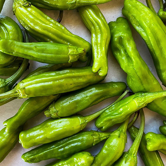 Shishito Pepper Seeds