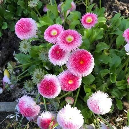 Pink White Bellis plant