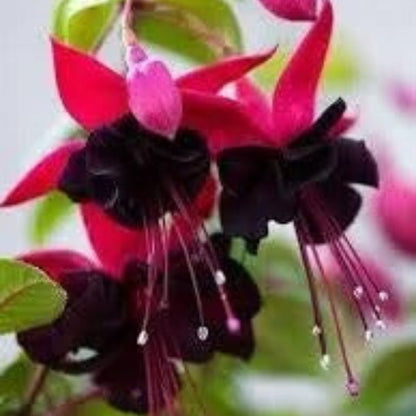 & Pink Fuchsia plant