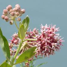 Showy Milkweed Growing in a Native Pollinator Garden